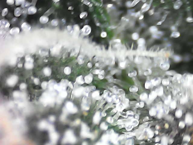 Forbidden Blueprint. Week 12