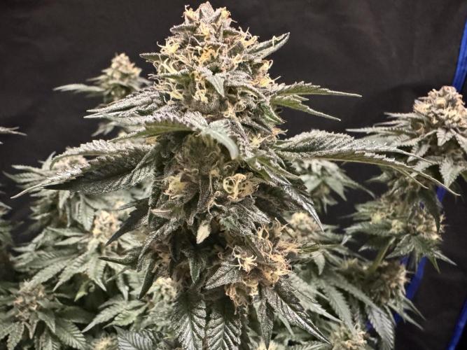 Forbidden Blueprint. Week 12