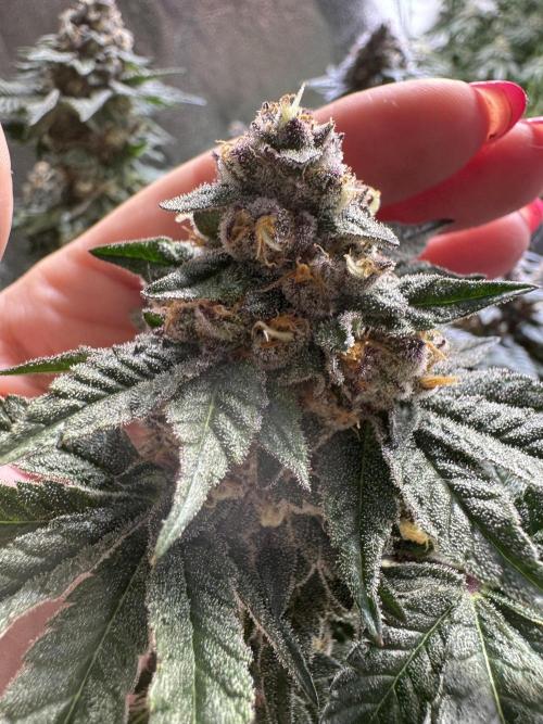 Forbidden Blueprint. Week 13