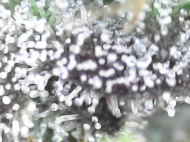 Forbidden Blueprint. Week 13