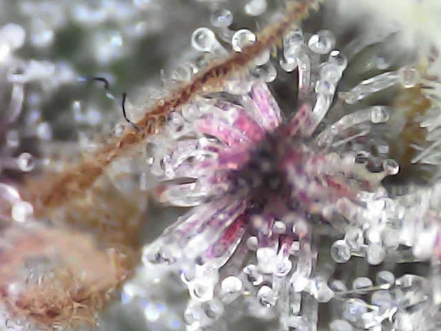 Forbidden Blueprint. Week 13