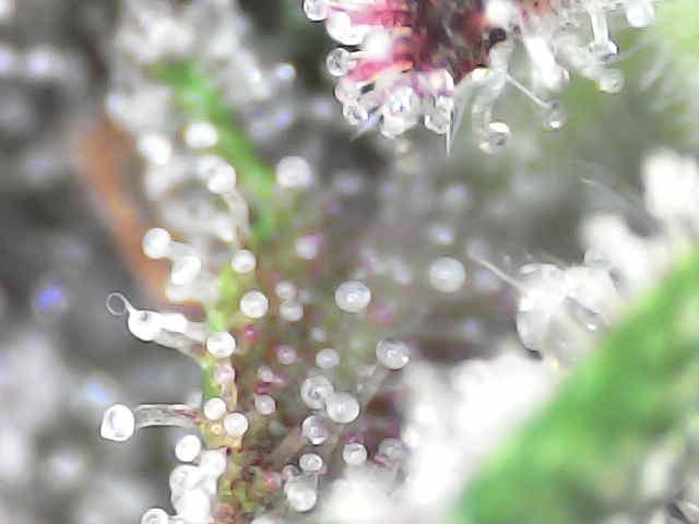 Forbidden Blueprint. Week 13