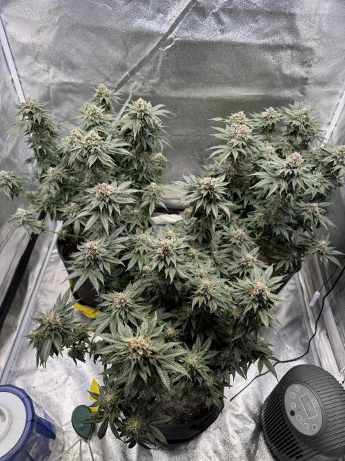 Forbidden Blueprint. Week 13