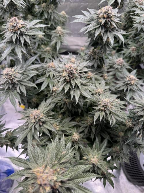 Forbidden Blueprint. Week 13