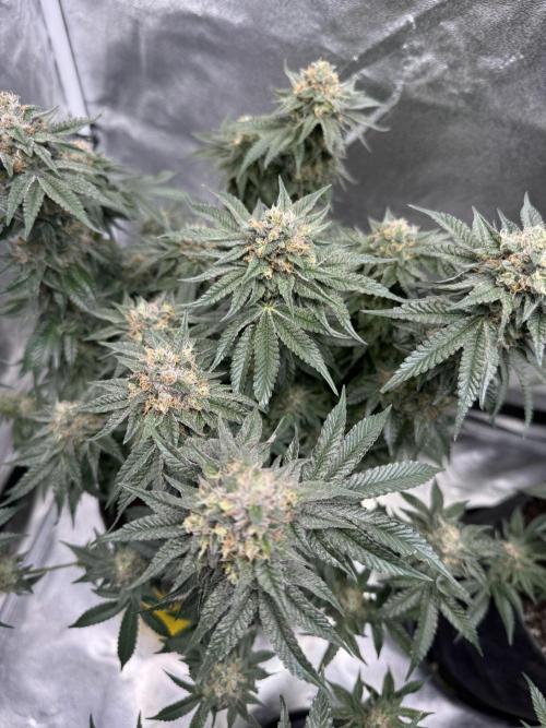 Forbidden Blueprint. Week 13