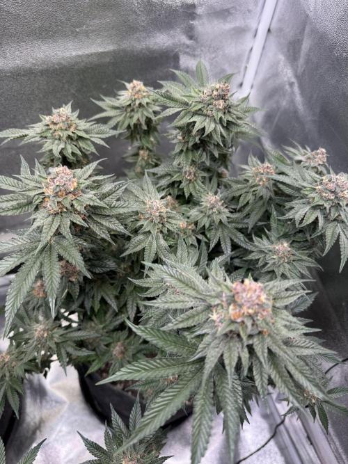 Forbidden Blueprint. Week 13