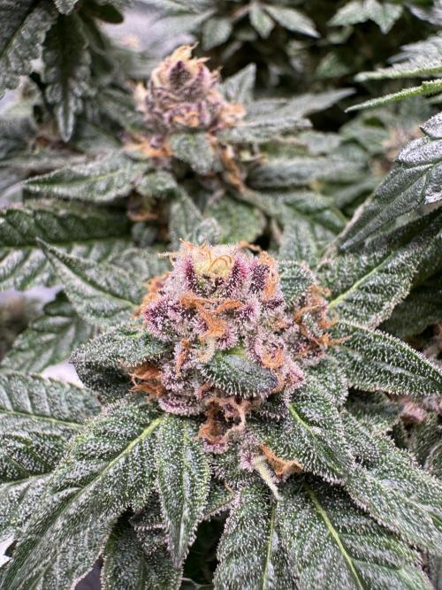 Forbidden Blueprint. Week 13