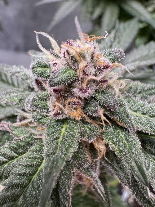 Forbidden Blueprint. Week 13