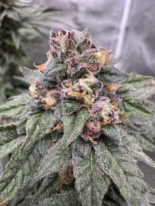 Forbidden Blueprint. Week 13