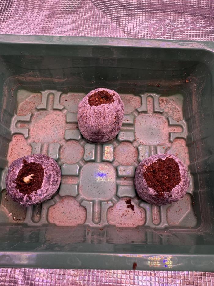 Dantes Inferno. Week 1