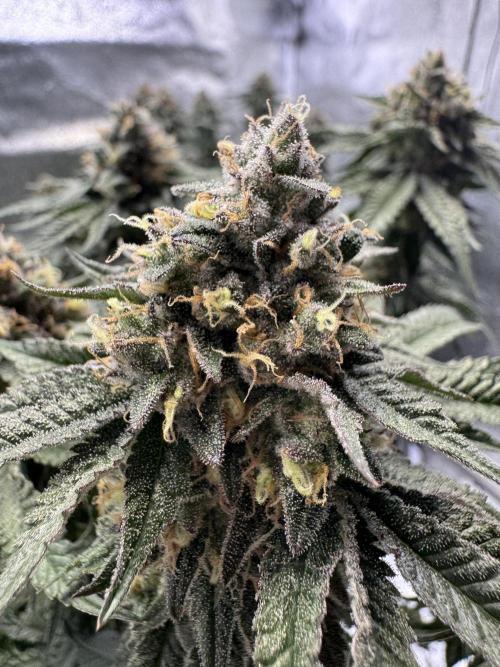 Forbidden Blueprint. Week 13