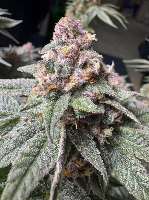 Forbidden Blueprint. Week 13