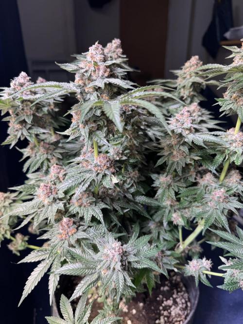 Forbidden Blueprint. Week 13