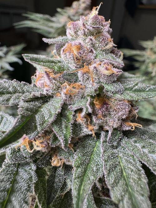 Forbidden Blueprint. Week 13