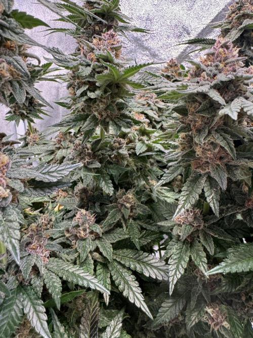 Forbidden Blueprint. Week 13