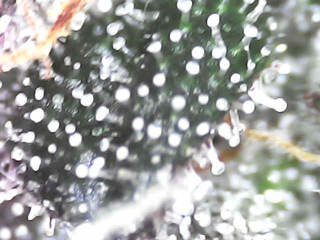 Forbidden Blueprint. Week 13