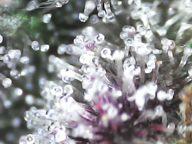 Forbidden Blueprint. Week 13