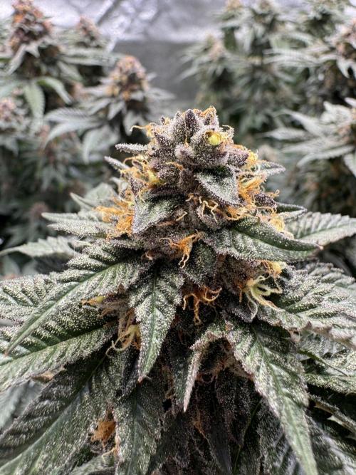 Forbidden Blueprint. Week 13