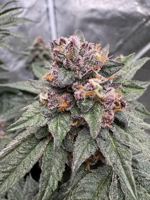 Forbidden Blueprint. Week 13