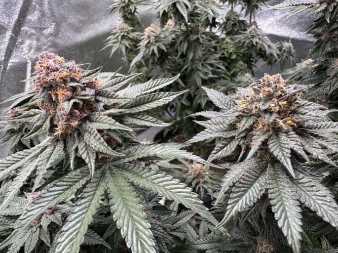 Forbidden Blueprint. Week 13