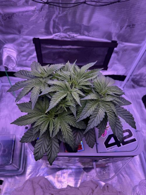 Hydro. Week 4