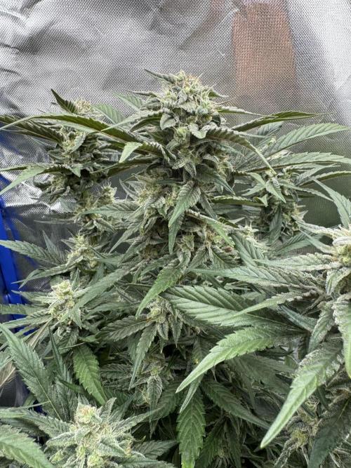 🍊 Orange. Week 10