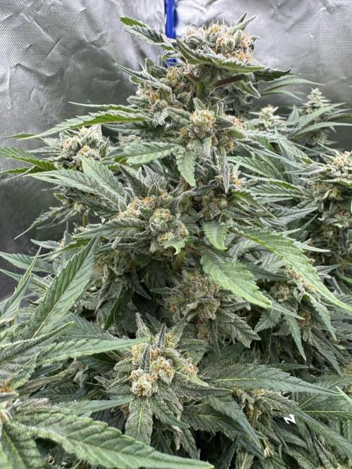 🍊 Orange. Week 10