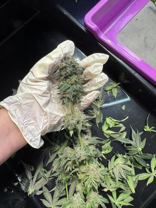 Forbidden Blueprint. Week 14