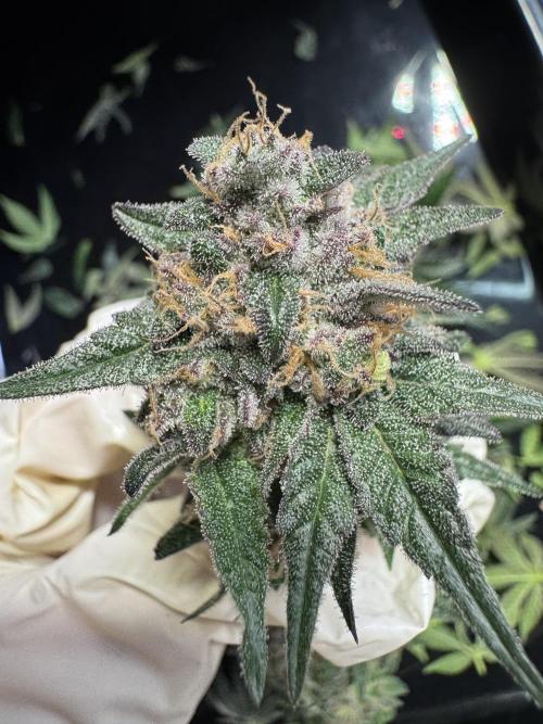 Forbidden Blueprint. Week 14