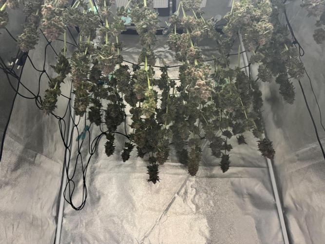 Forbidden Blueprint. Week 14