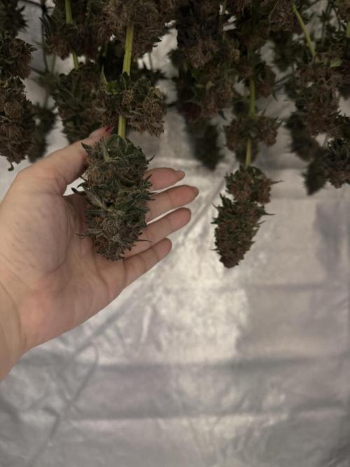 Forbidden Blueprint. Week 14