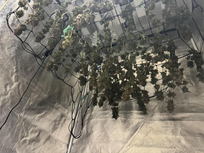 Forbidden Blueprint. Week 14