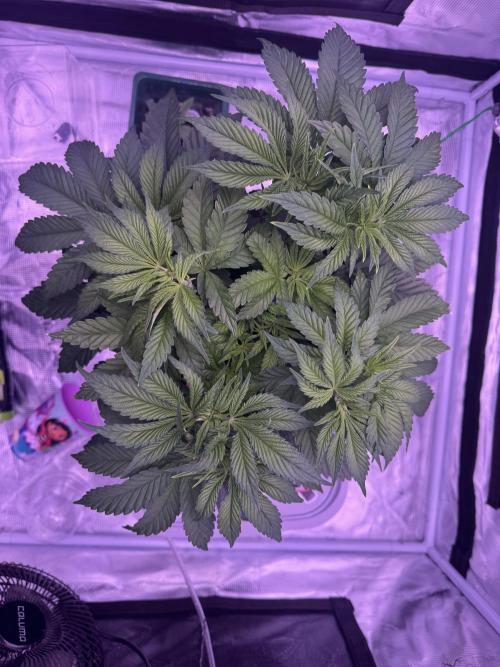 Hydro. Week 5