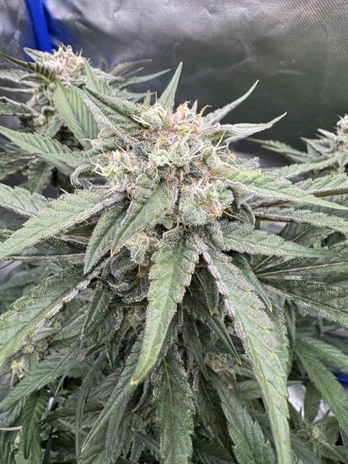 🍊 Orange. Week 10