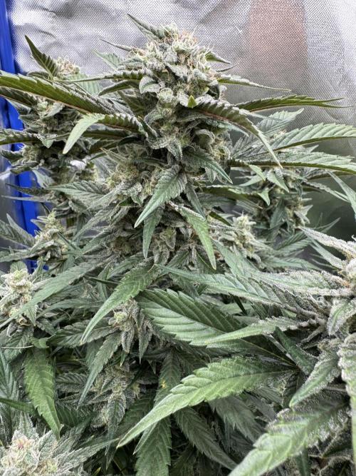 🍊 Orange. Week 10