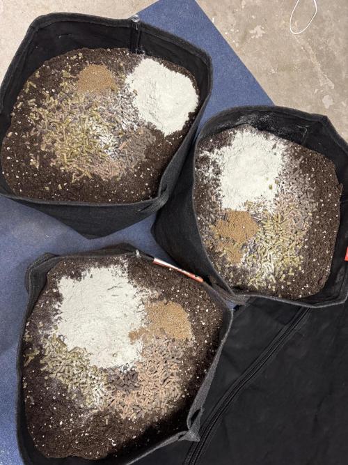 Rainbow Chimera. Week 0