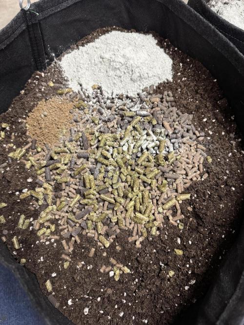 Rainbow Chimera. Week 0