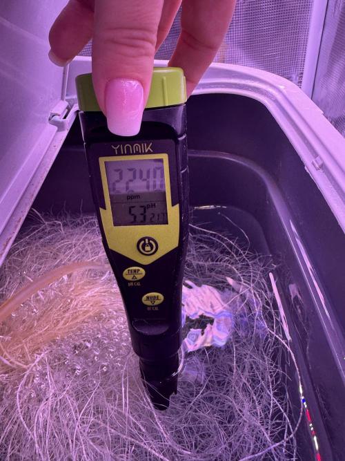 Hydro. Week 6 - Heute Bloom Dünger hinzugefügt 