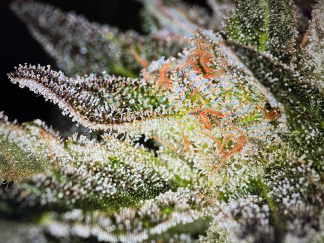 🍊 Orange. Week 11