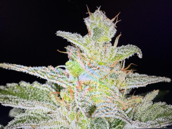 🍊 Orange. Week 11