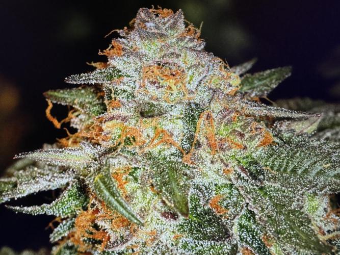 🍊 Orange. Week 11