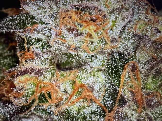 🍊 Orange. Week 11