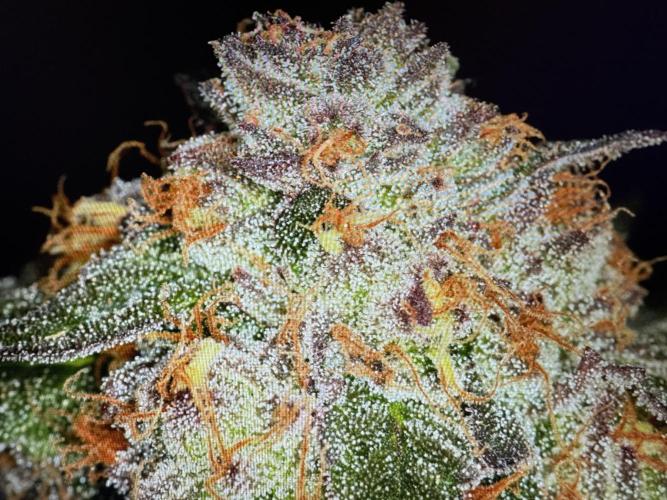 🍊 Orange. Week 11