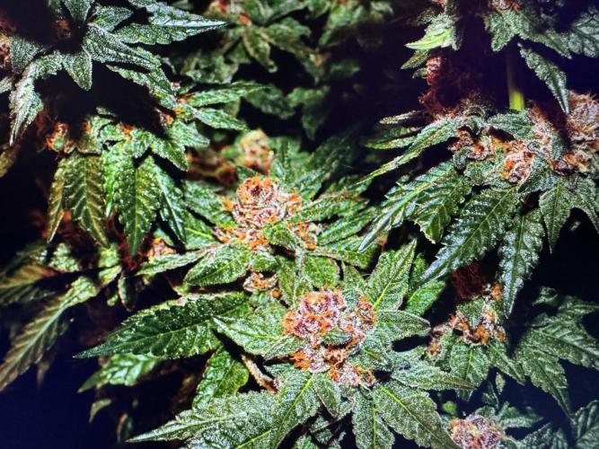 🍊 Orange. Week 11