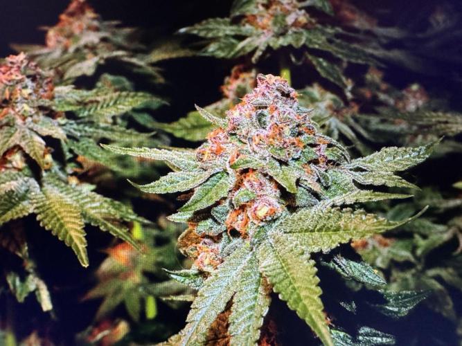 🍊 Orange. Week 11