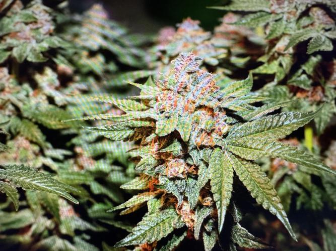 🍊 Orange. Week 11