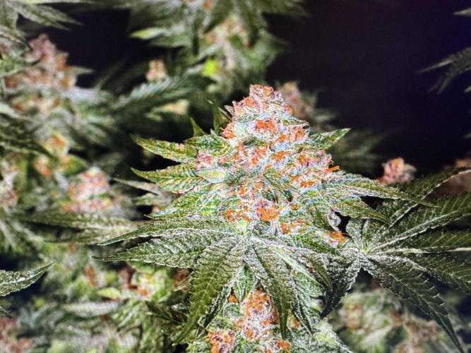 🍊 Orange. Week 11