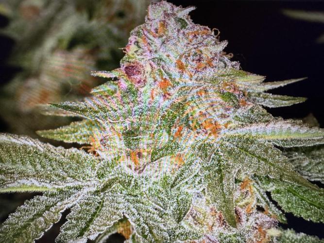 🍊 Orange. Week 11