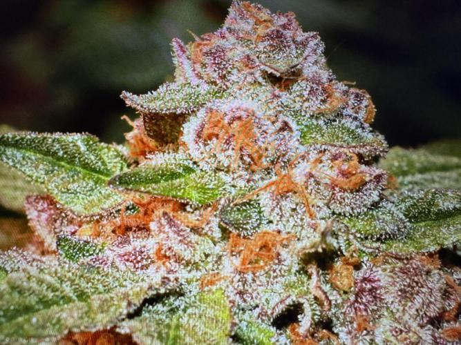 🍊 Orange. Week 11