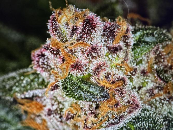 🍊 Orange. Week 11